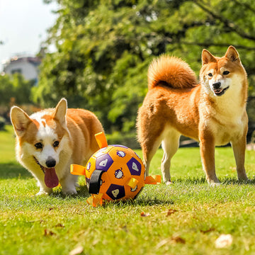 Pet Interactive Molar Toy
