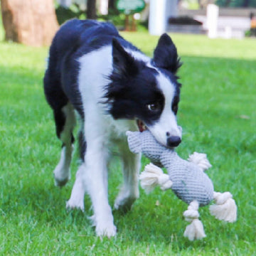 Bite-resistant Interactive Pet Toy